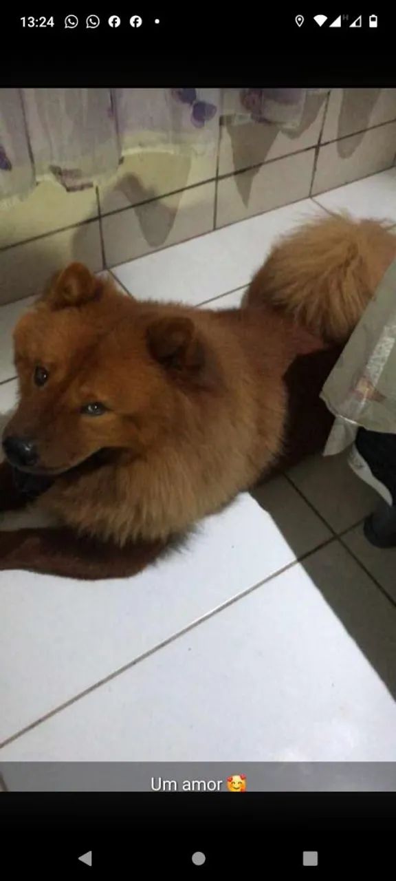 Chowchow  - Foto 2