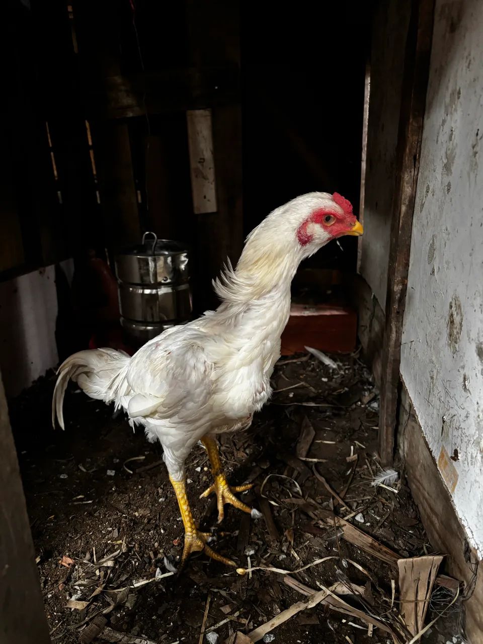 Frango índio branco - Foto 2