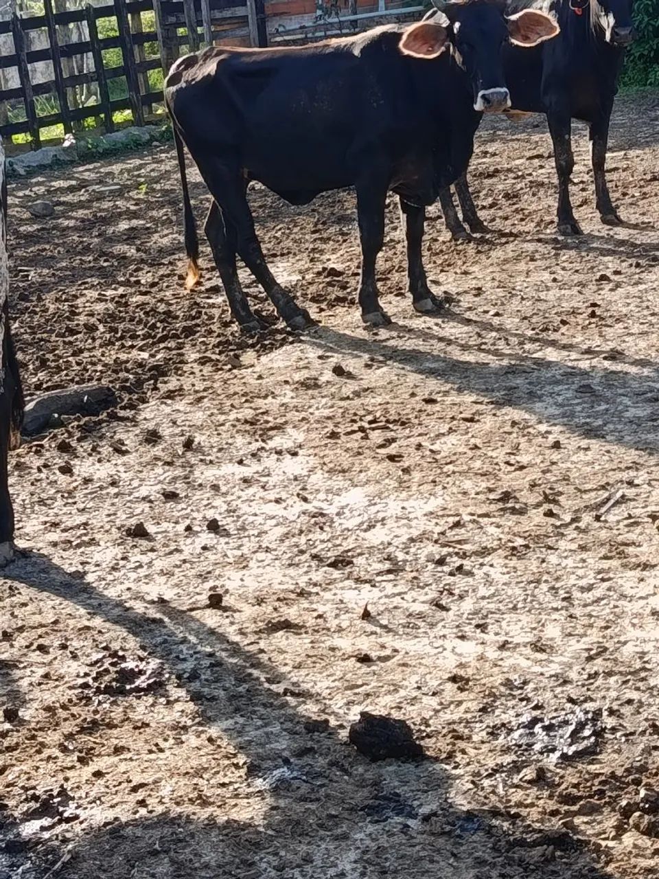 Vendo novinha garrota  - Foto 3