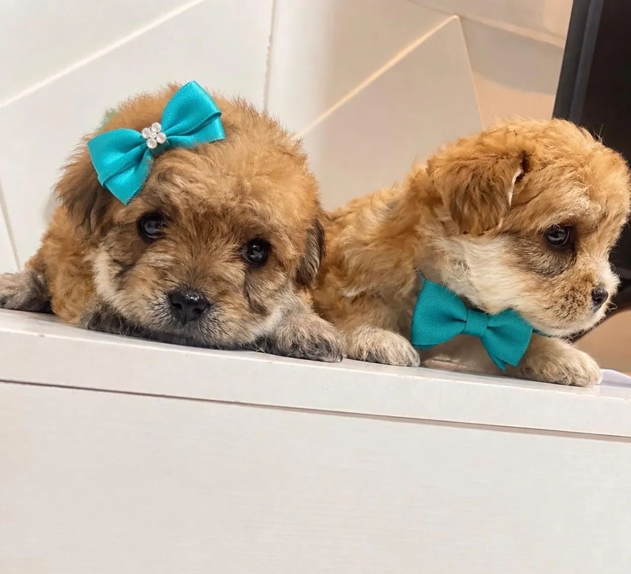 Cachorrinhos poodle toy  - Foto 3