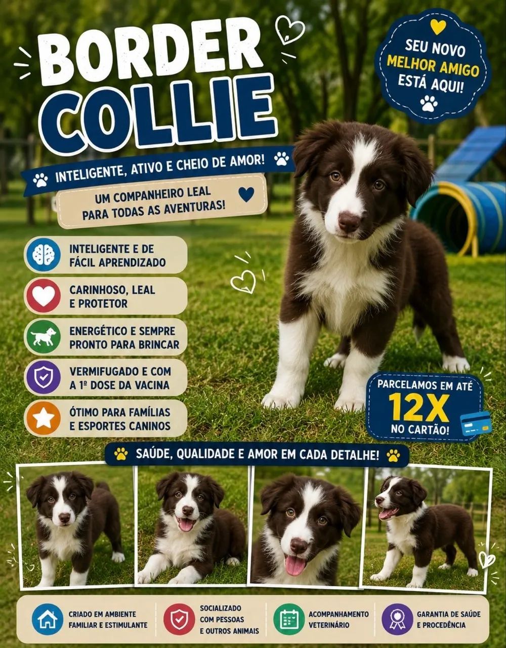 Cachorro Border collie - Foto 2