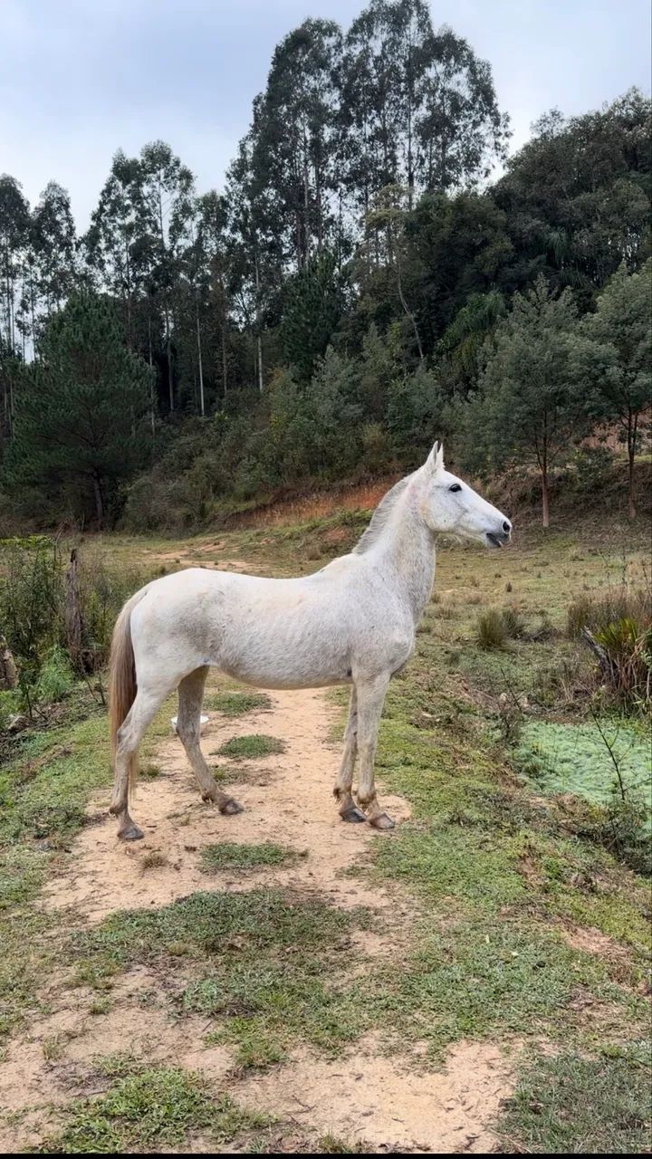 Égua de marcha batida top - Foto 2