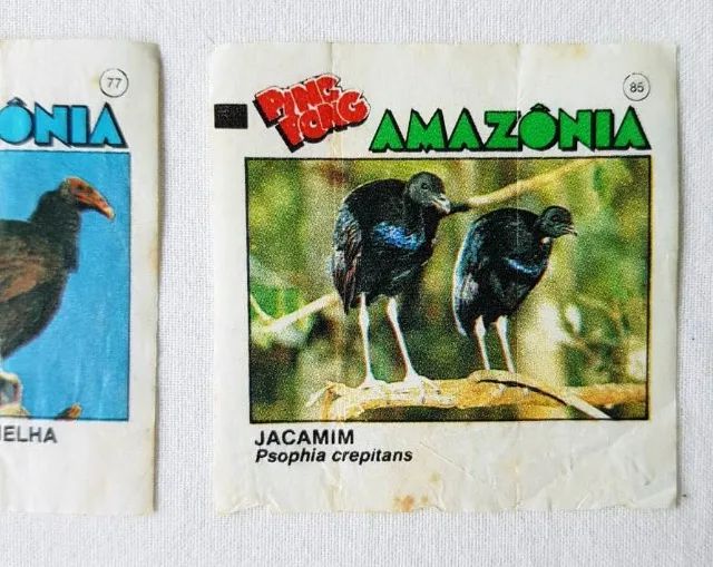 Colecionáveis - Figurinhas Ping Pong - Amazônia - 2 Figurinhas - 1991 - Foto 5