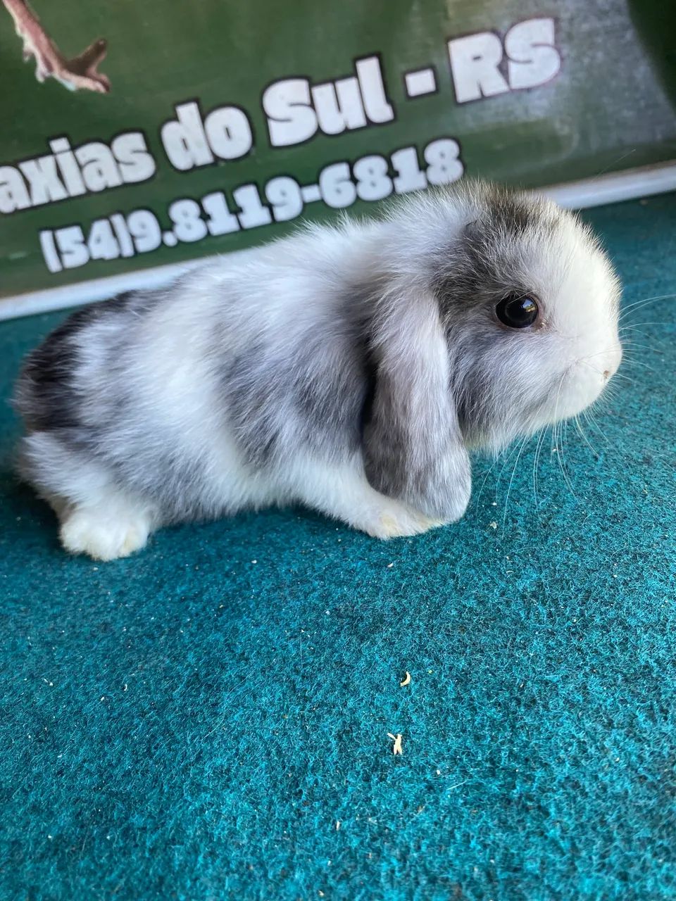 Coelhos mini lop 65048974728578123