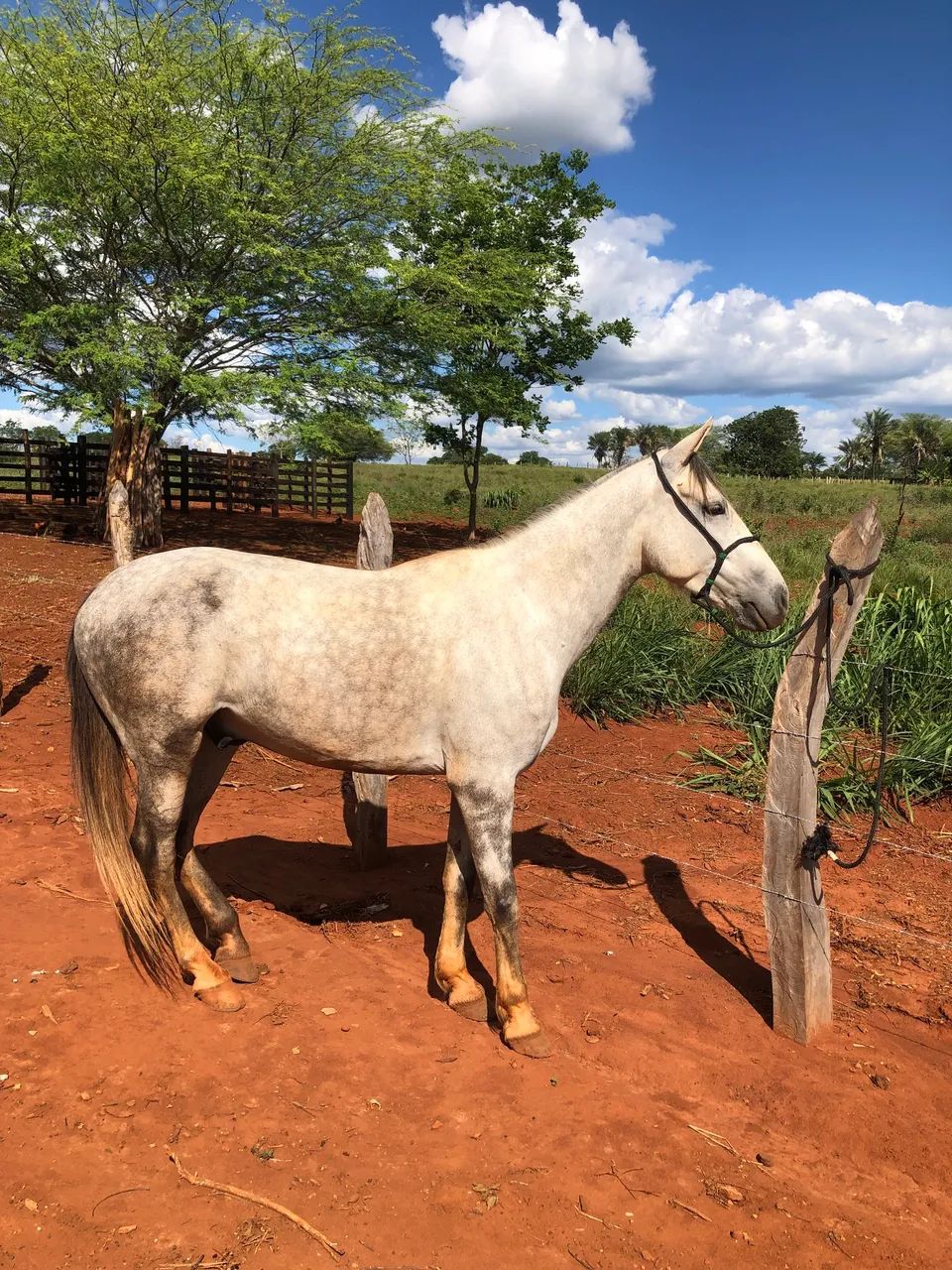 Cavalo mangalarga  - Foto 2