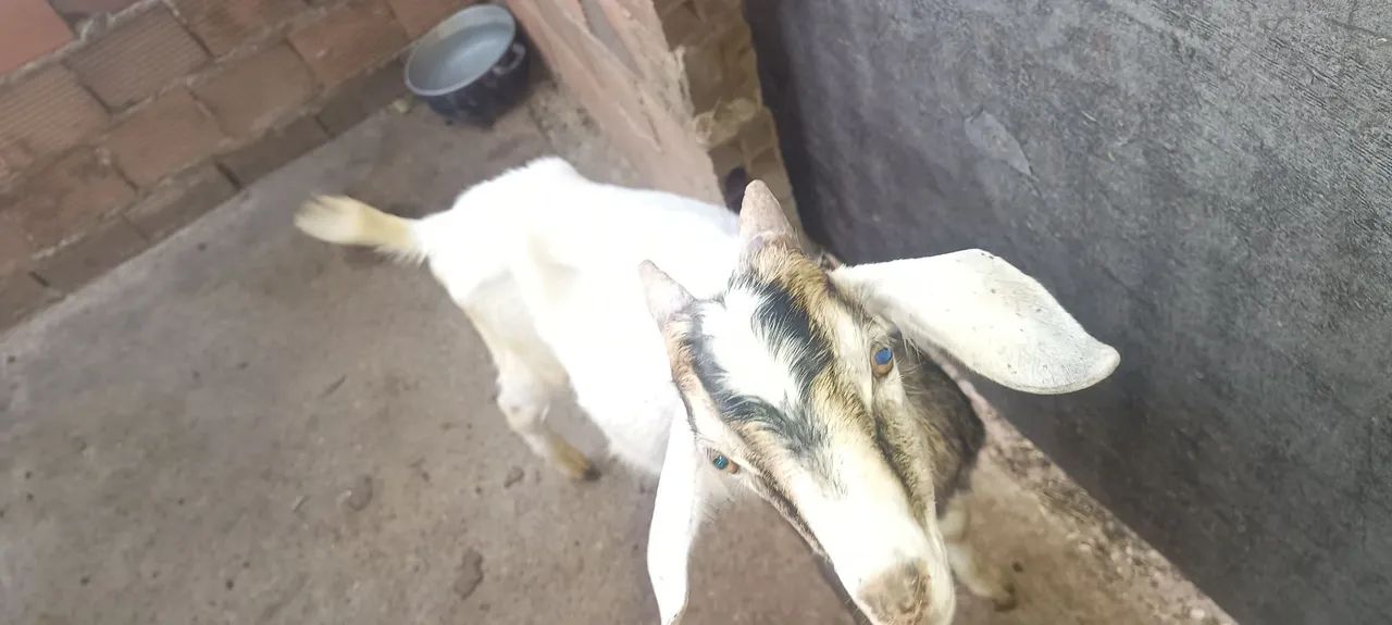 Vende se Cabra, marran e cabrito - Foto 5