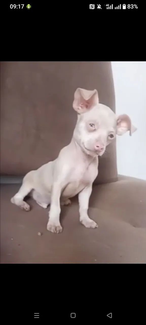 Pinscher exótico  - Foto 2