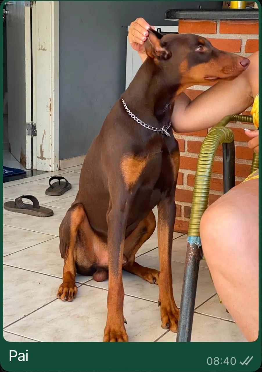 Doberman Macho  - Foto 3