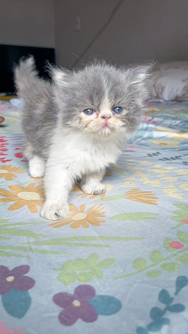 Filhotes de Persa - Foto 3