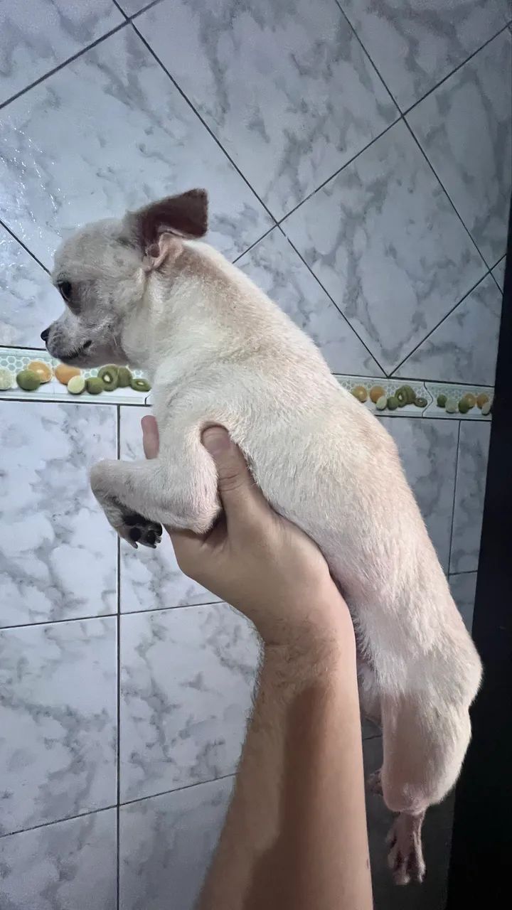 Chihuahua  - Foto 2