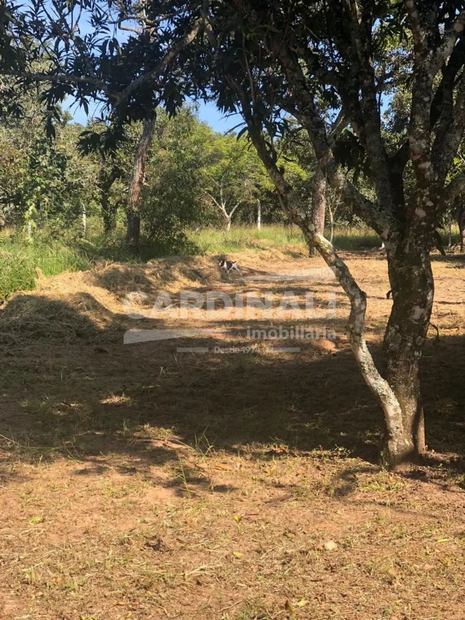 Rural Chácara em Itirapina - Foto 5
