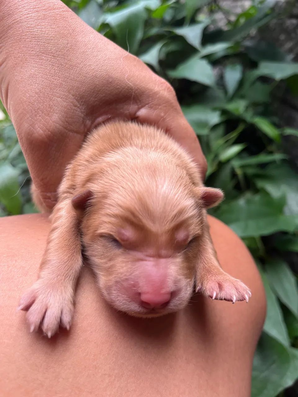 Chow Chow  - Foto 2