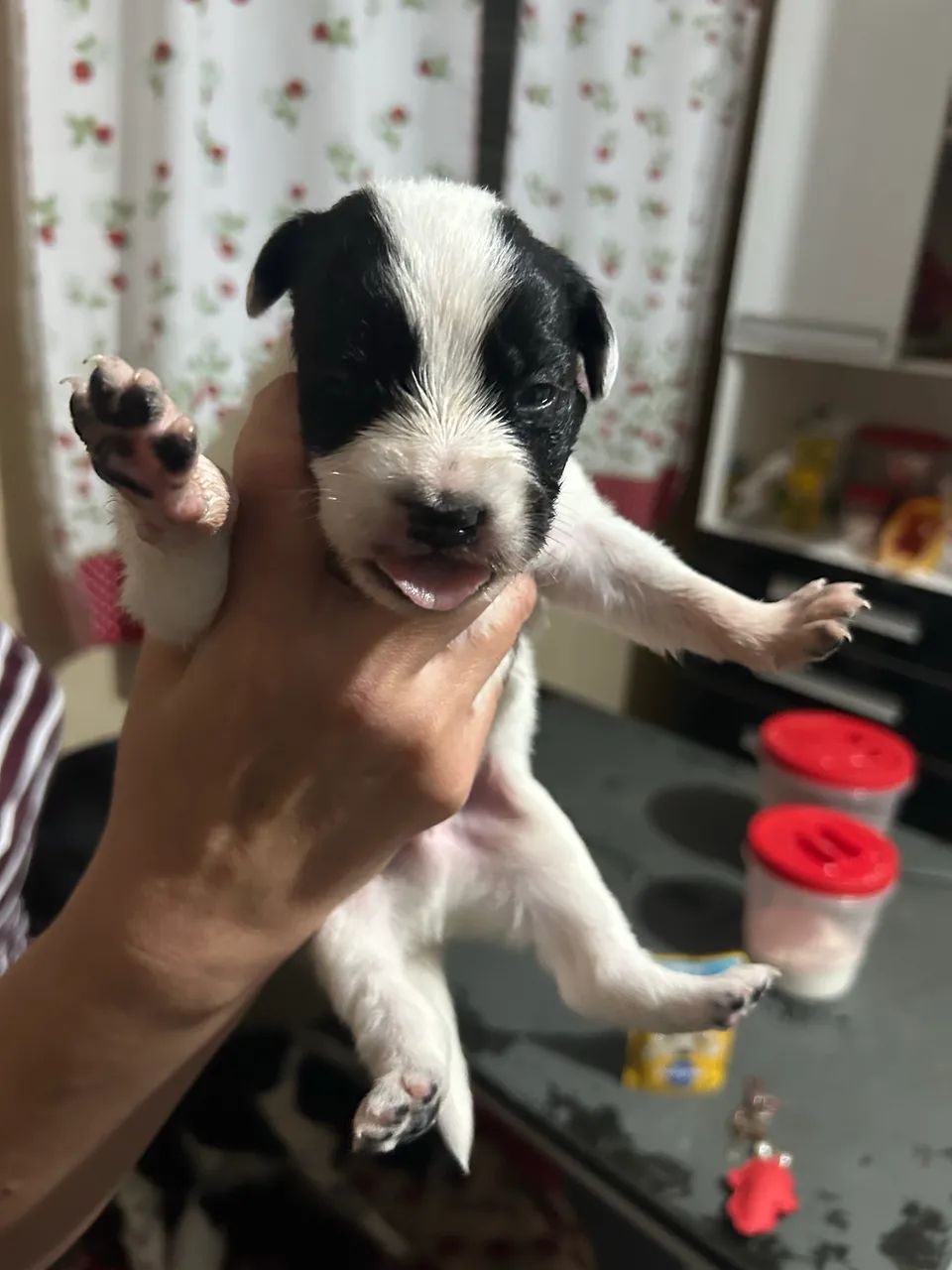 Border Collie - Foto 2