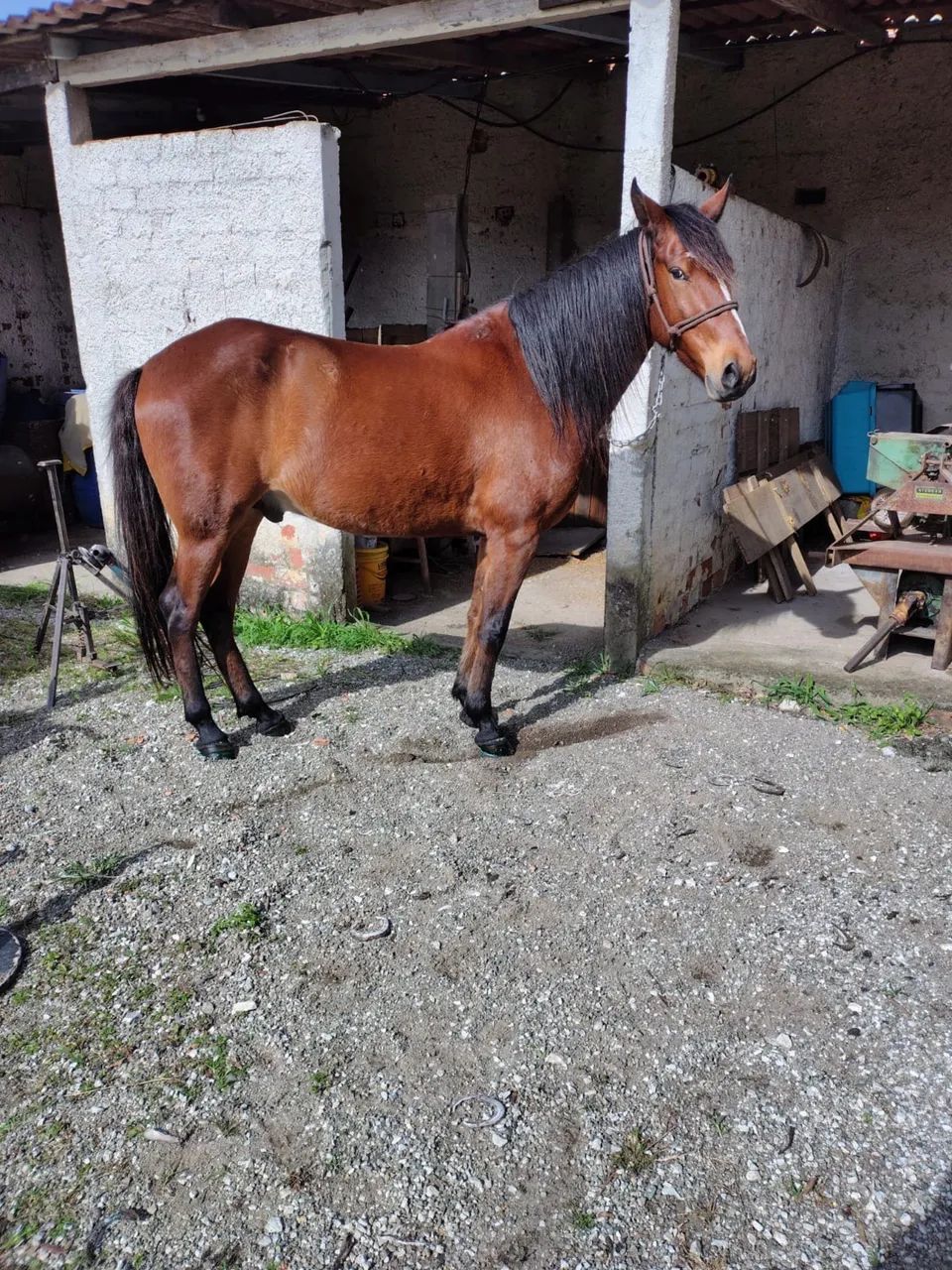 Cavalo Manga Larga - Foto 2