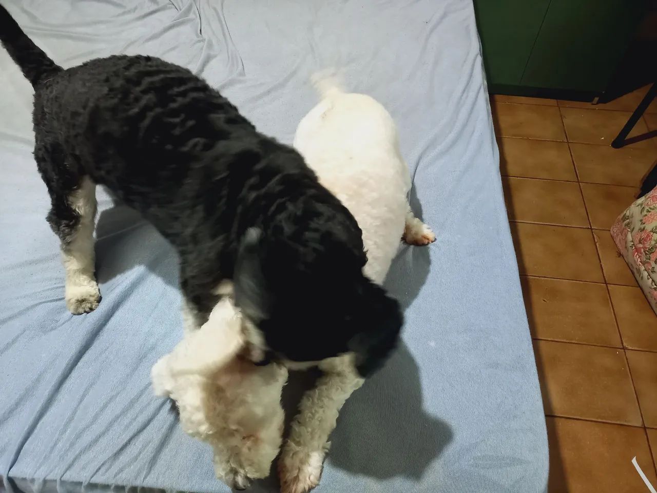 Cachorro filhote  - Foto 2