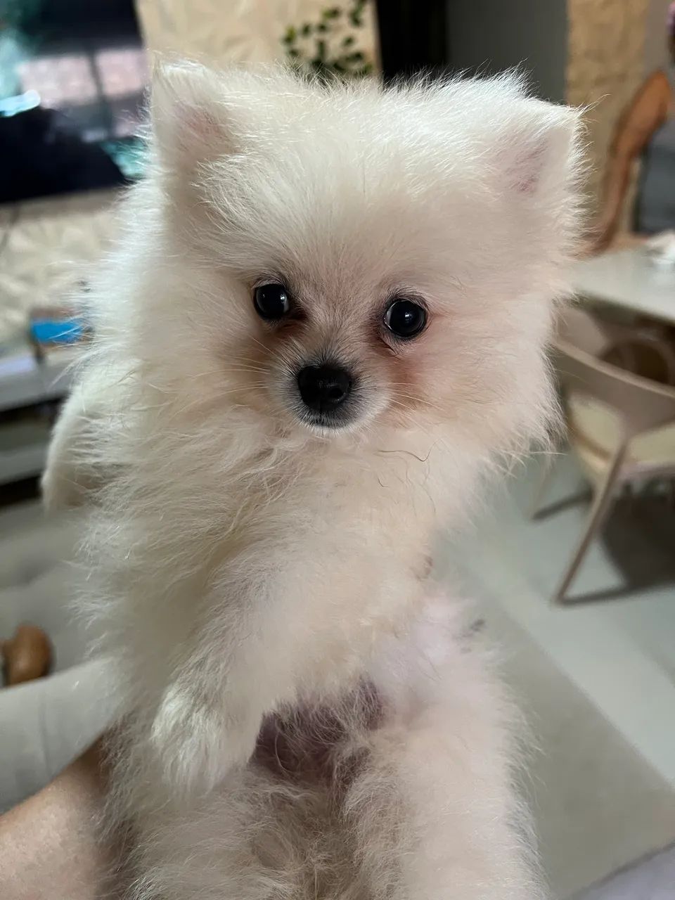 Cachorro  - Foto 3