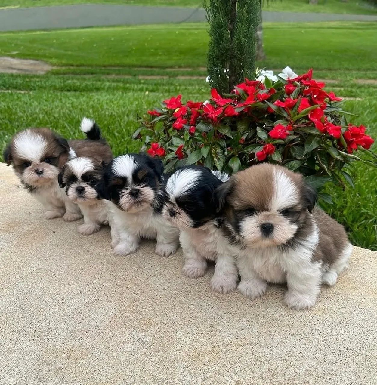 Shih tzu 0 - Foto 2