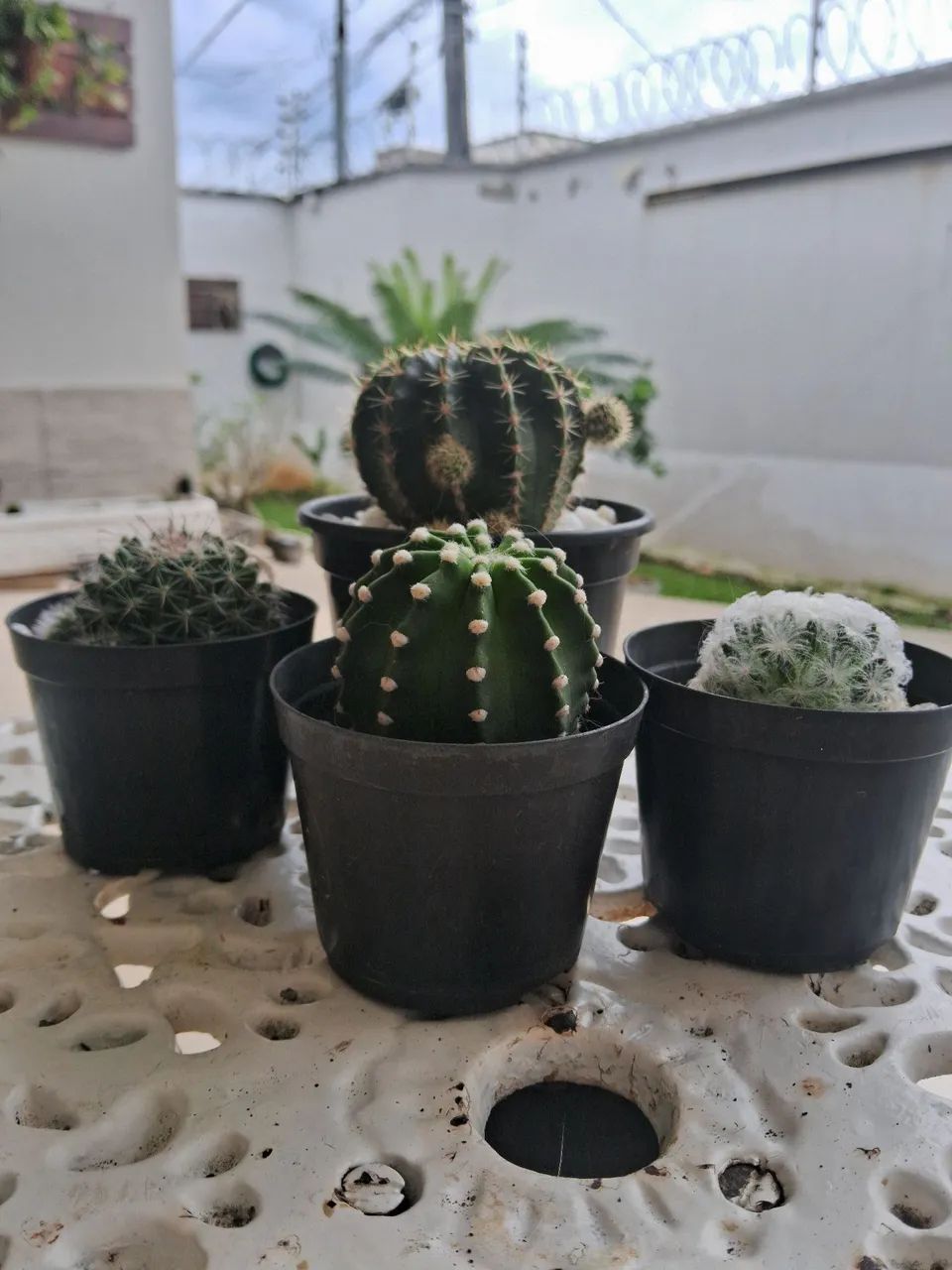 Vendo cactos - Foto 2