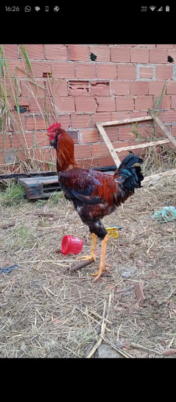 Frango gigante - Foto 3