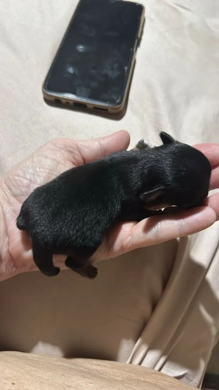 Filhote de Chihuahua 