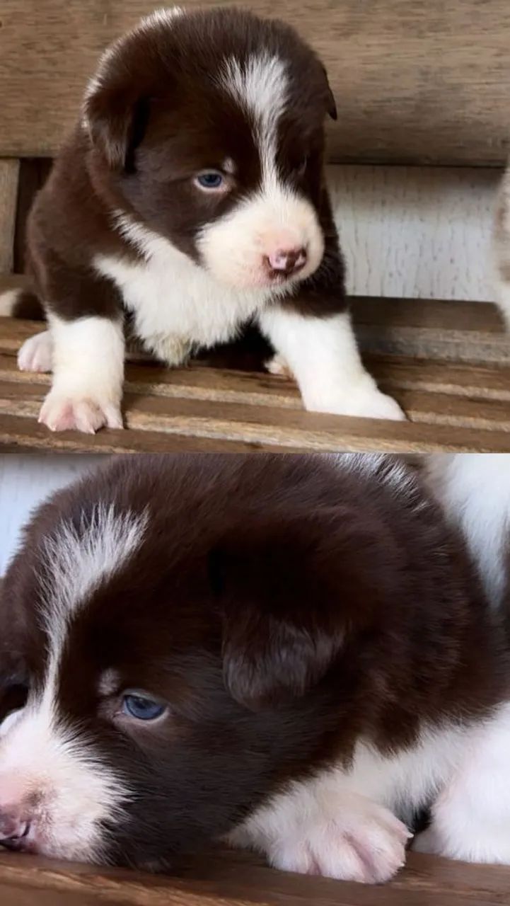 Filhotes de Border collie Machos - Foto 2