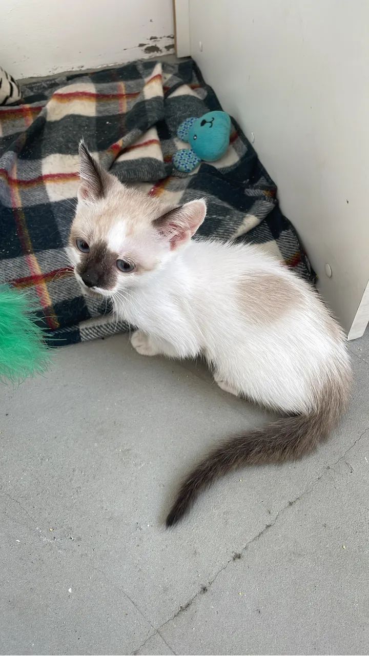 Gatinha dócil  - Foto 2