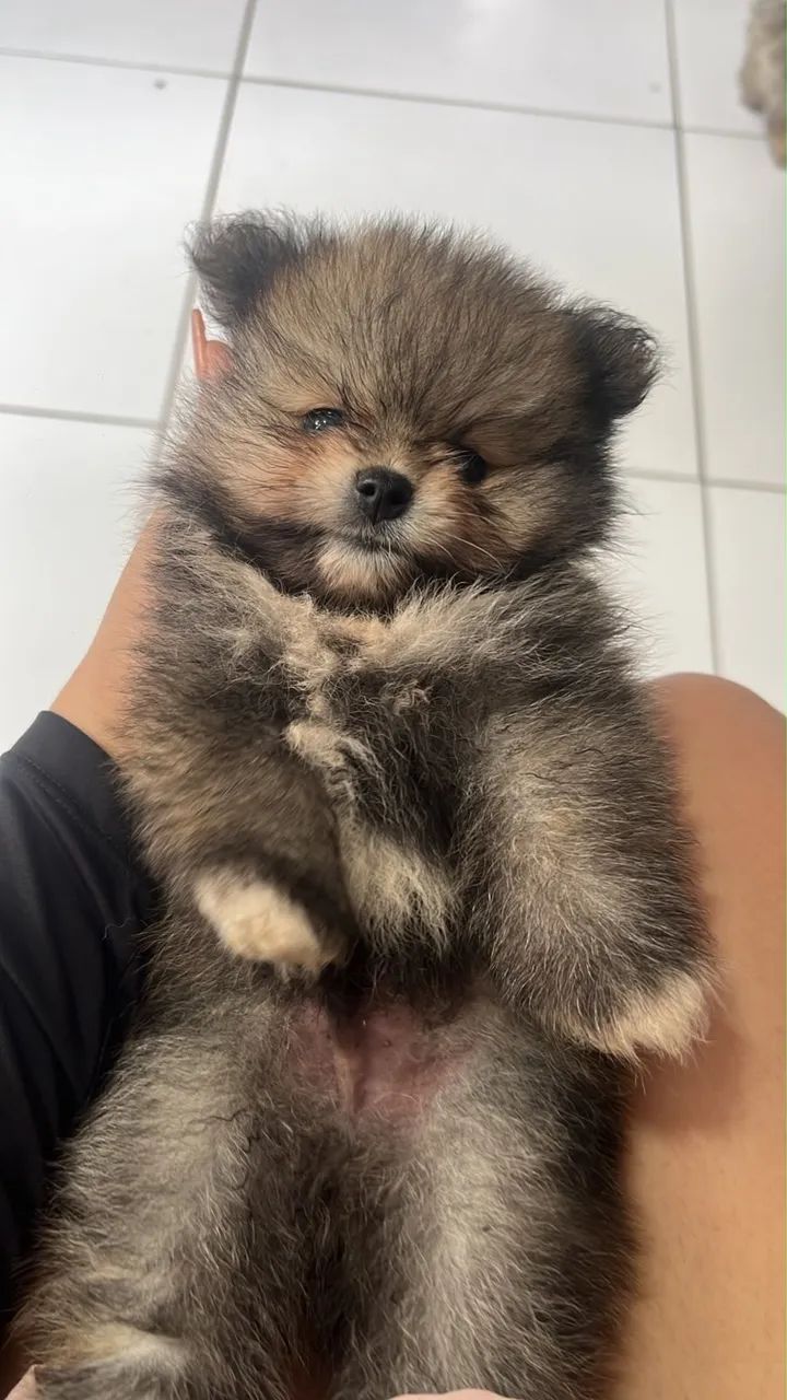 Lulu  - Foto 5