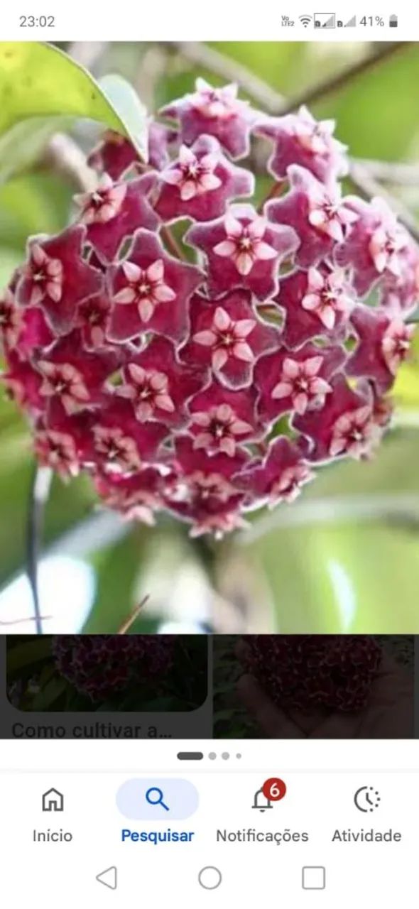 Flor de cera roxa perfumada muda