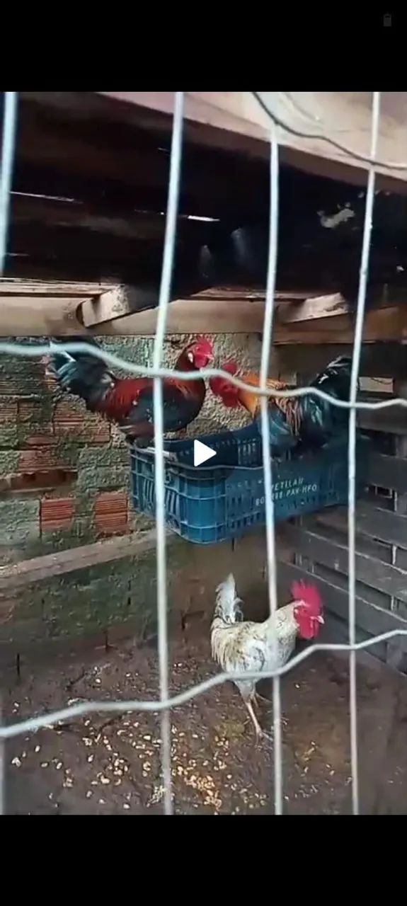 Frangos 