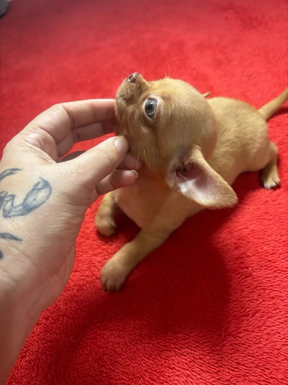 Chihuahua  - Foto 2