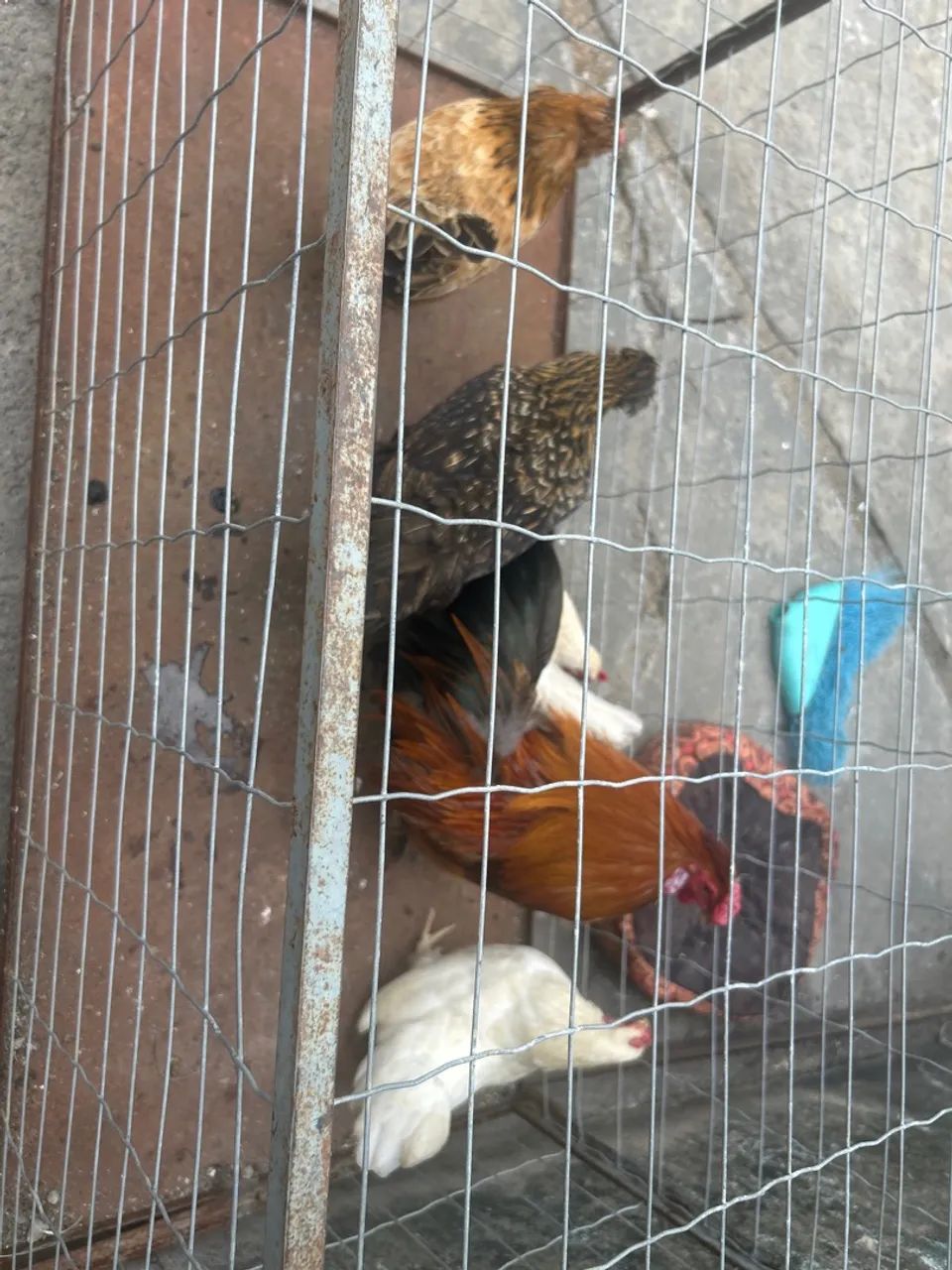 Lote da galinhas  - Foto 2