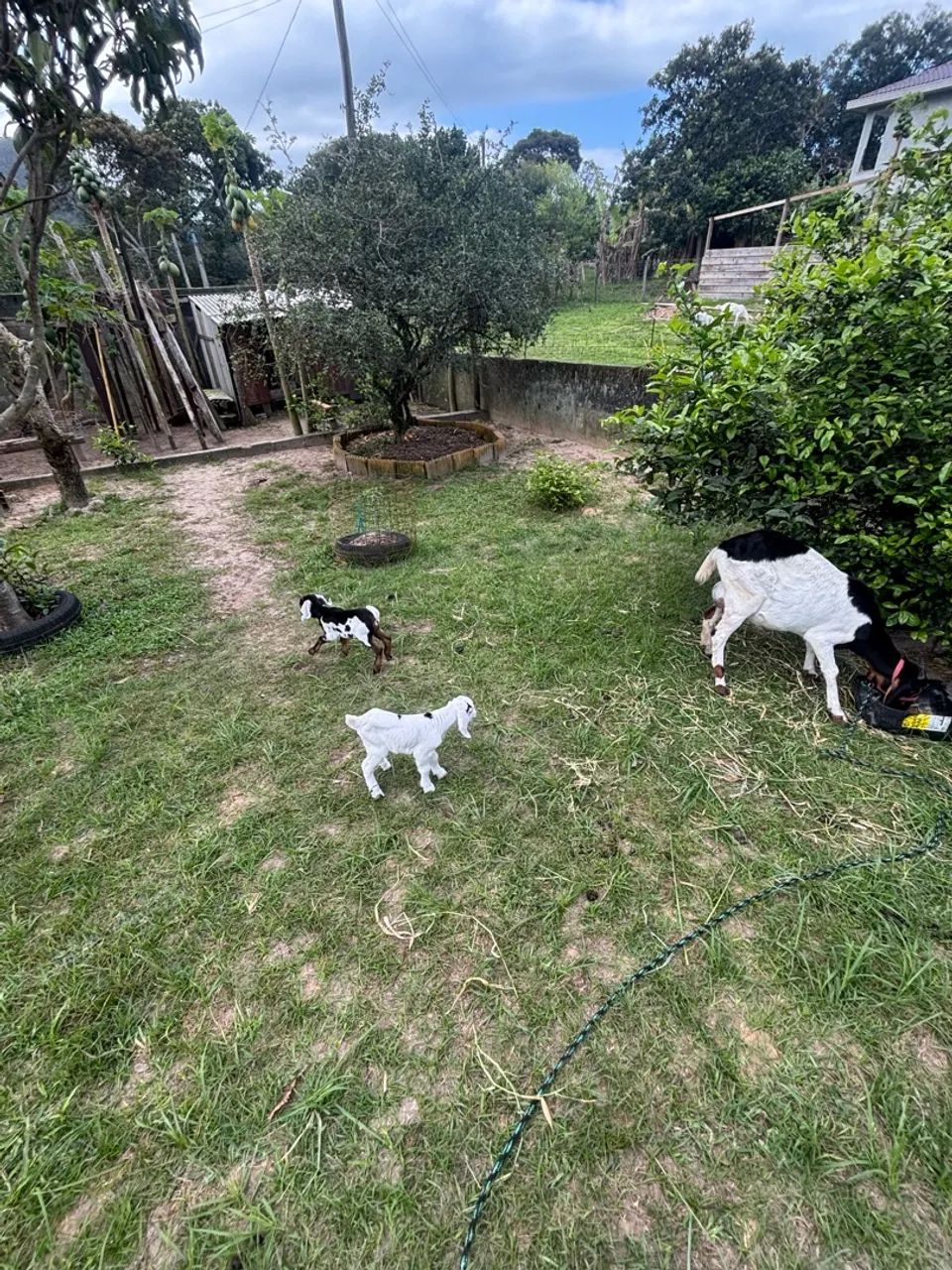 Cabras  - Foto 4