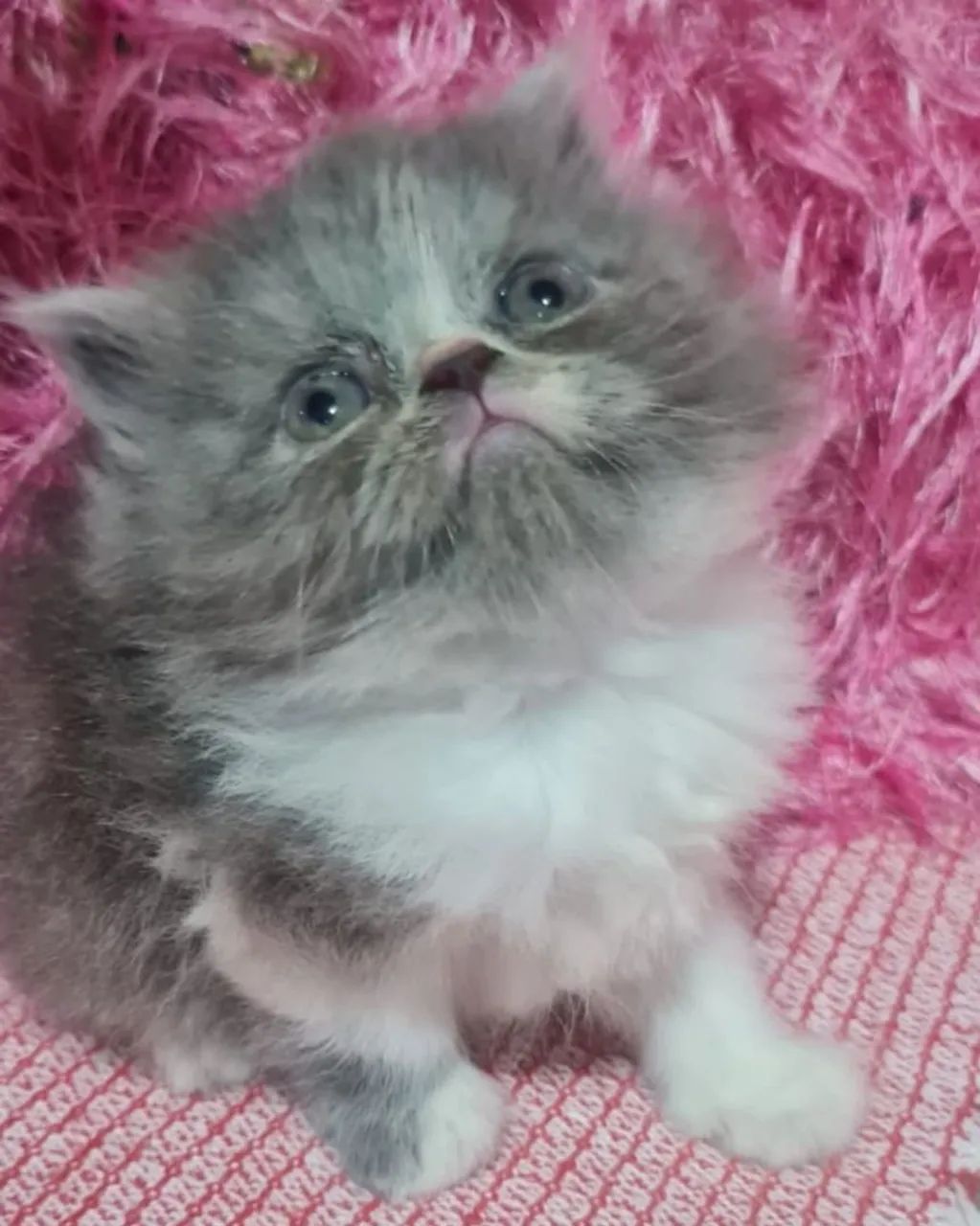 Gato Persa lindos filhotes legítimos! - Foto 2