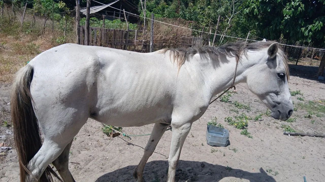Egua
