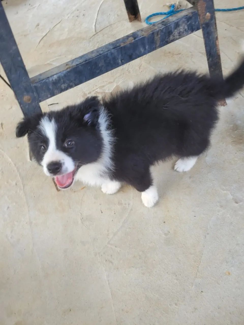 BORDER COLLIE - Foto 5