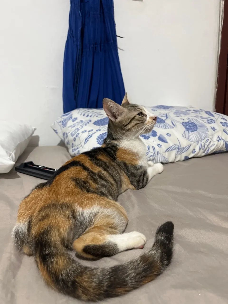 DOANDO GATINHA