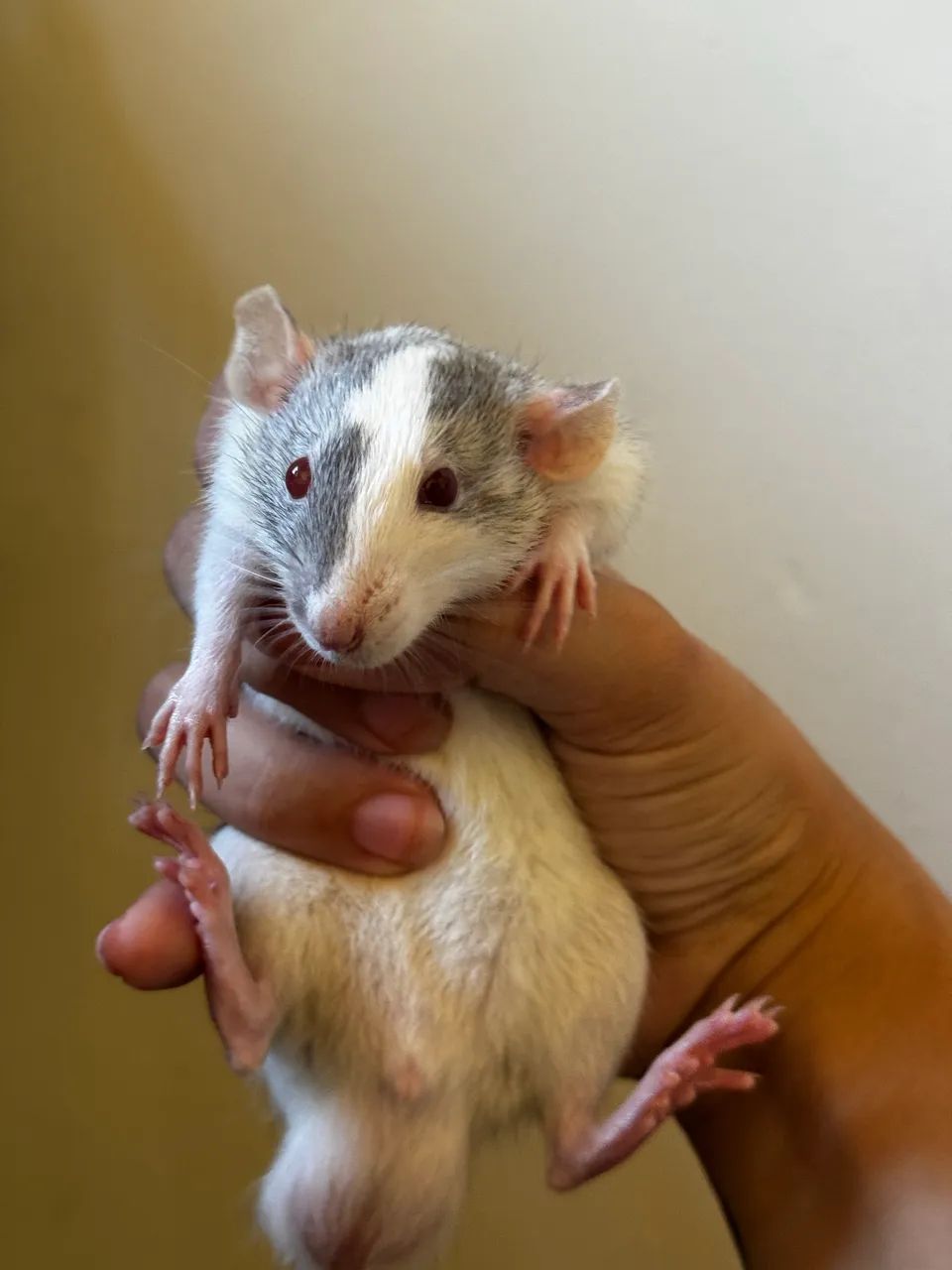 Ratos Twister - Foto 2