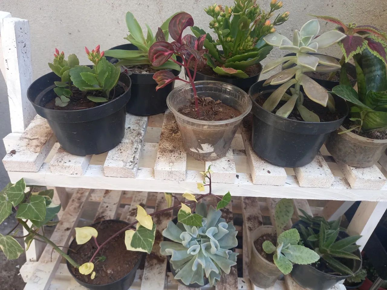Kit 10 mudas - Foto 3