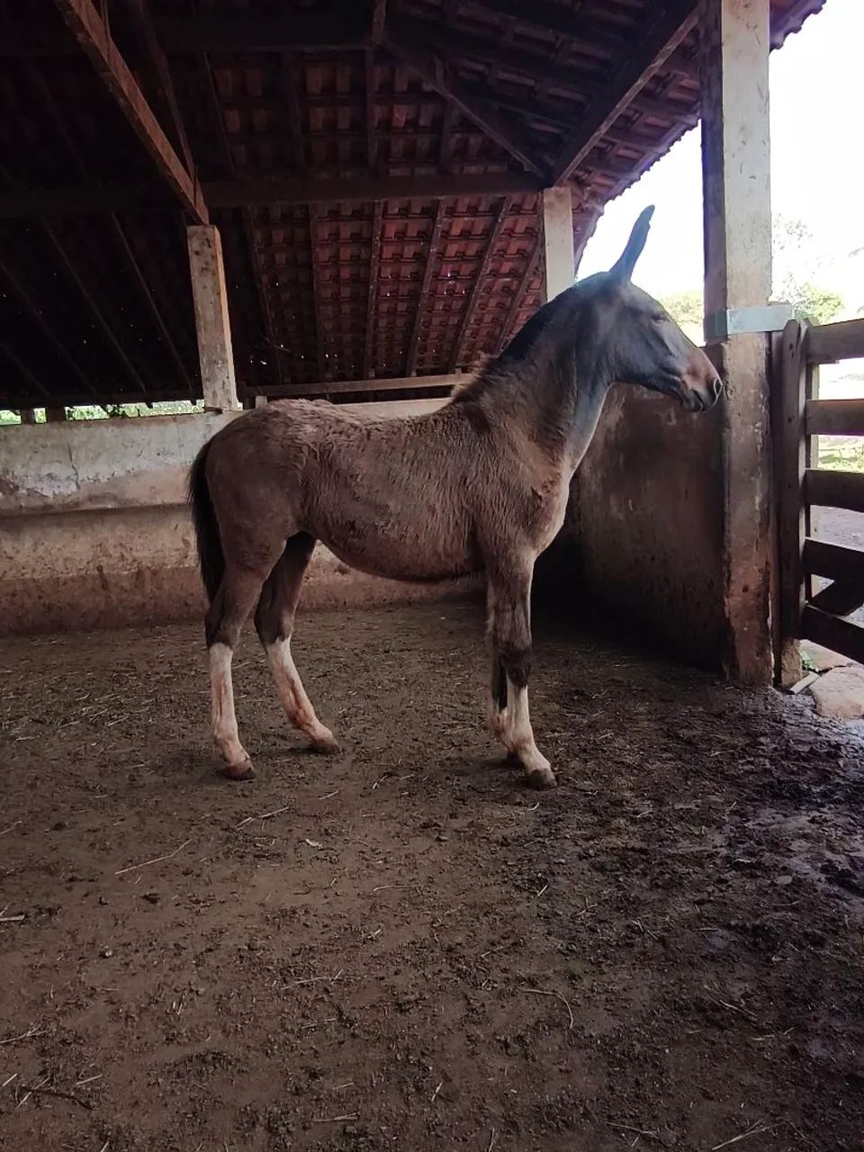 Mula Calçada  - Foto 4