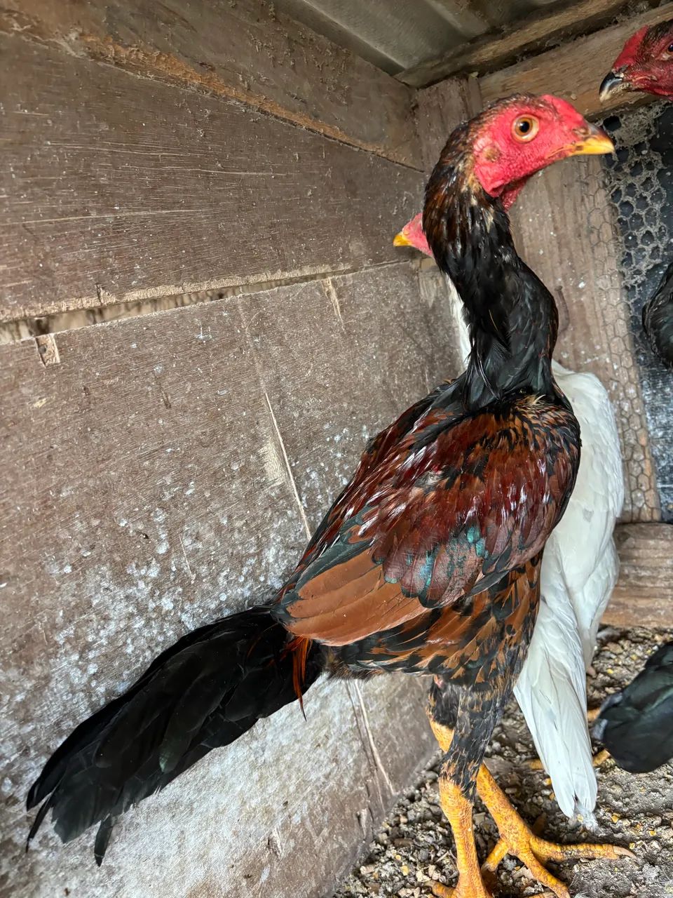 Frango índio  - Foto 5