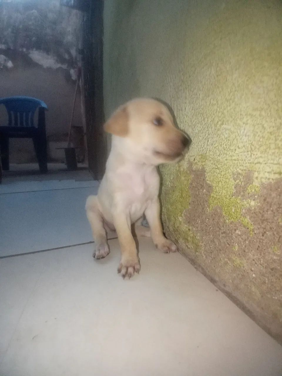 doa-se cachorrinhos  - Foto 3