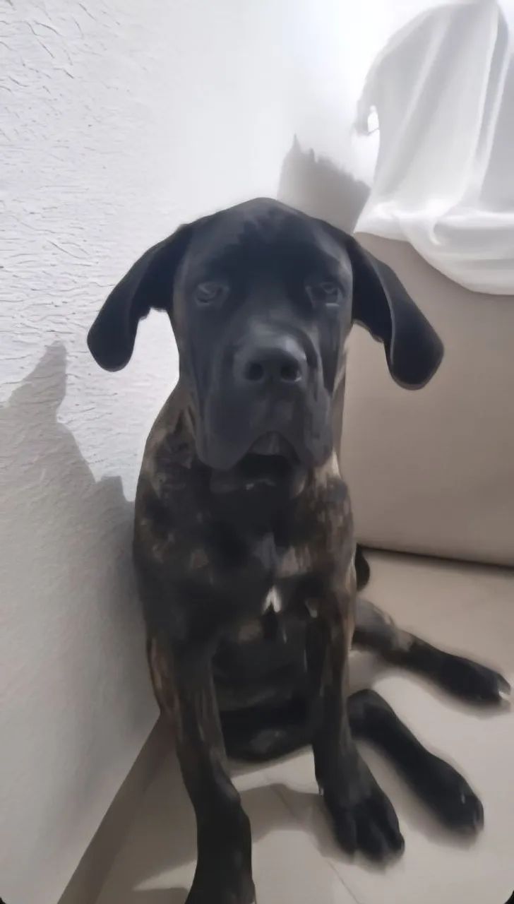 Cane corso 4 meses filhote  
