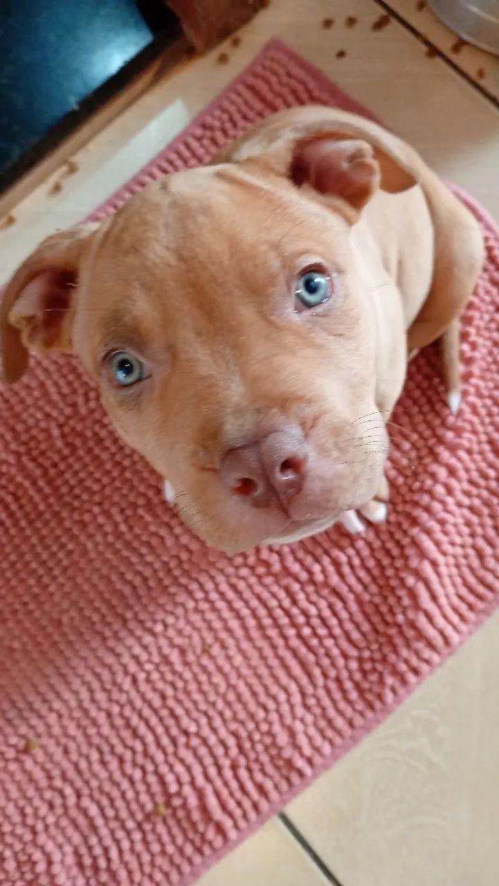 disponíveis filhote PITIBULL pitmonster 