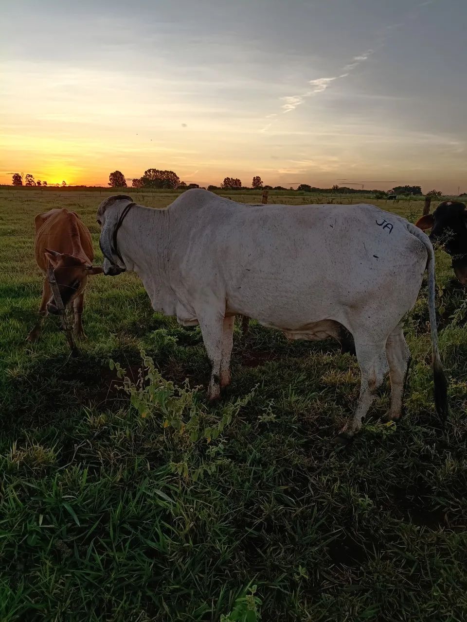 Vendi vaca para abate  - Foto 2