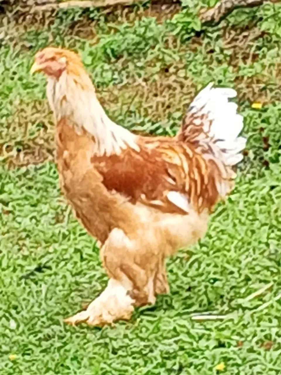 Galo e galinha Brahma - Foto 2
