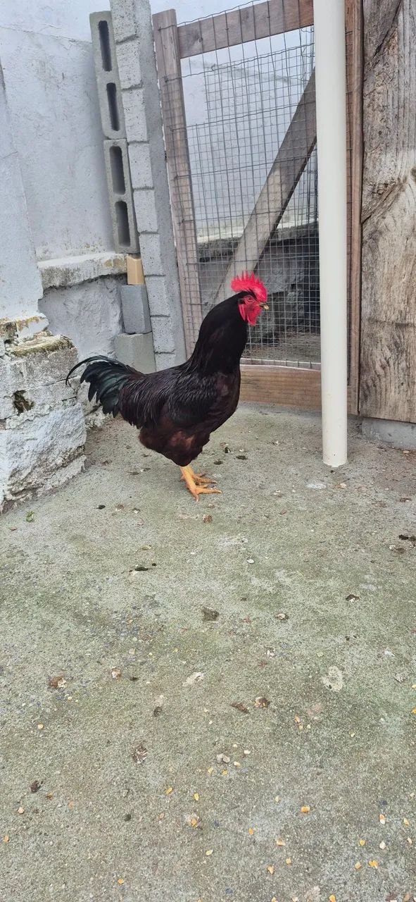 Galo Rhode Island Red  - Foto 4