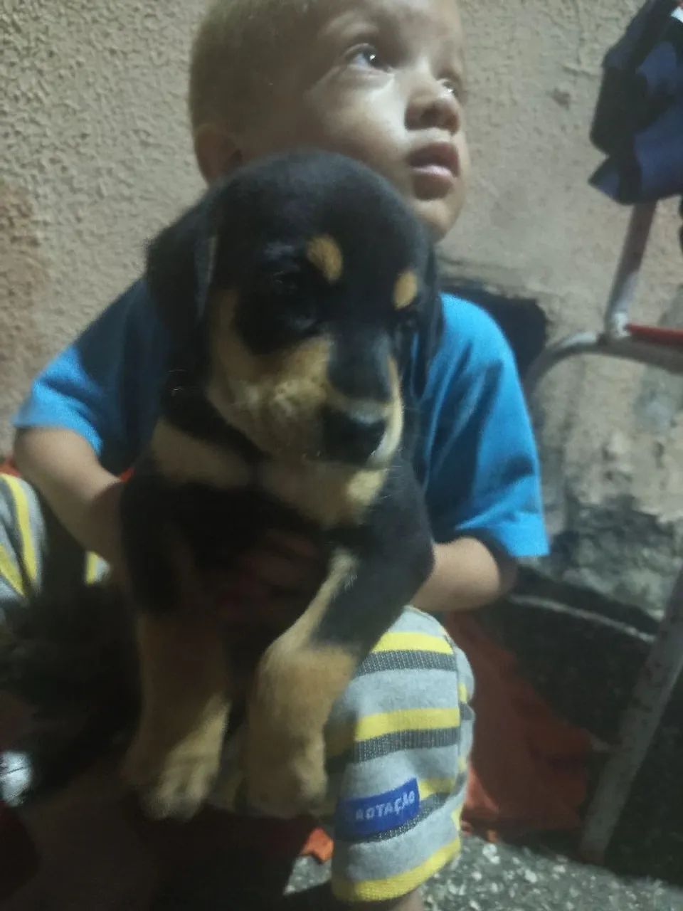 Doação cachorros  - Foto 2