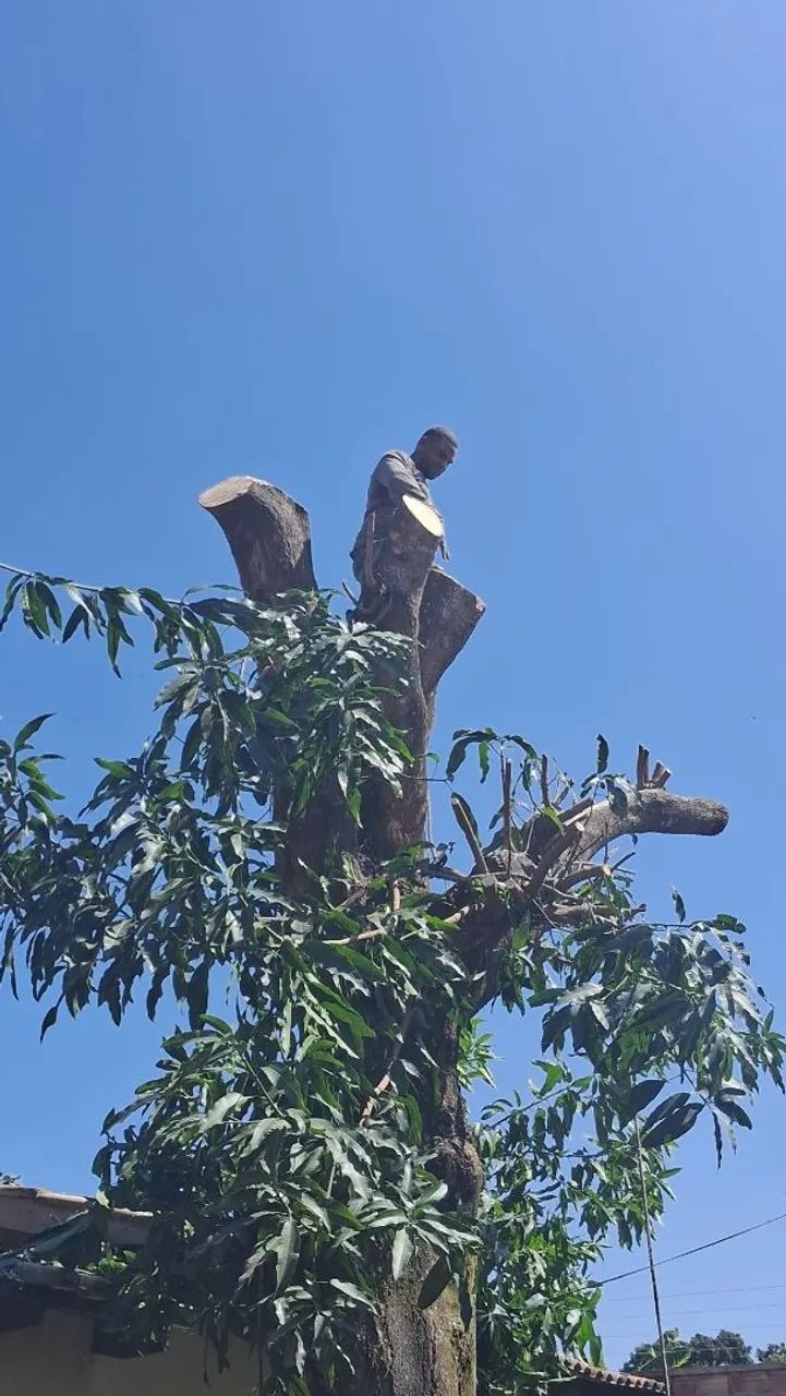 PODA DE ÁRVORES COM REMOÇÃO  - Foto 3