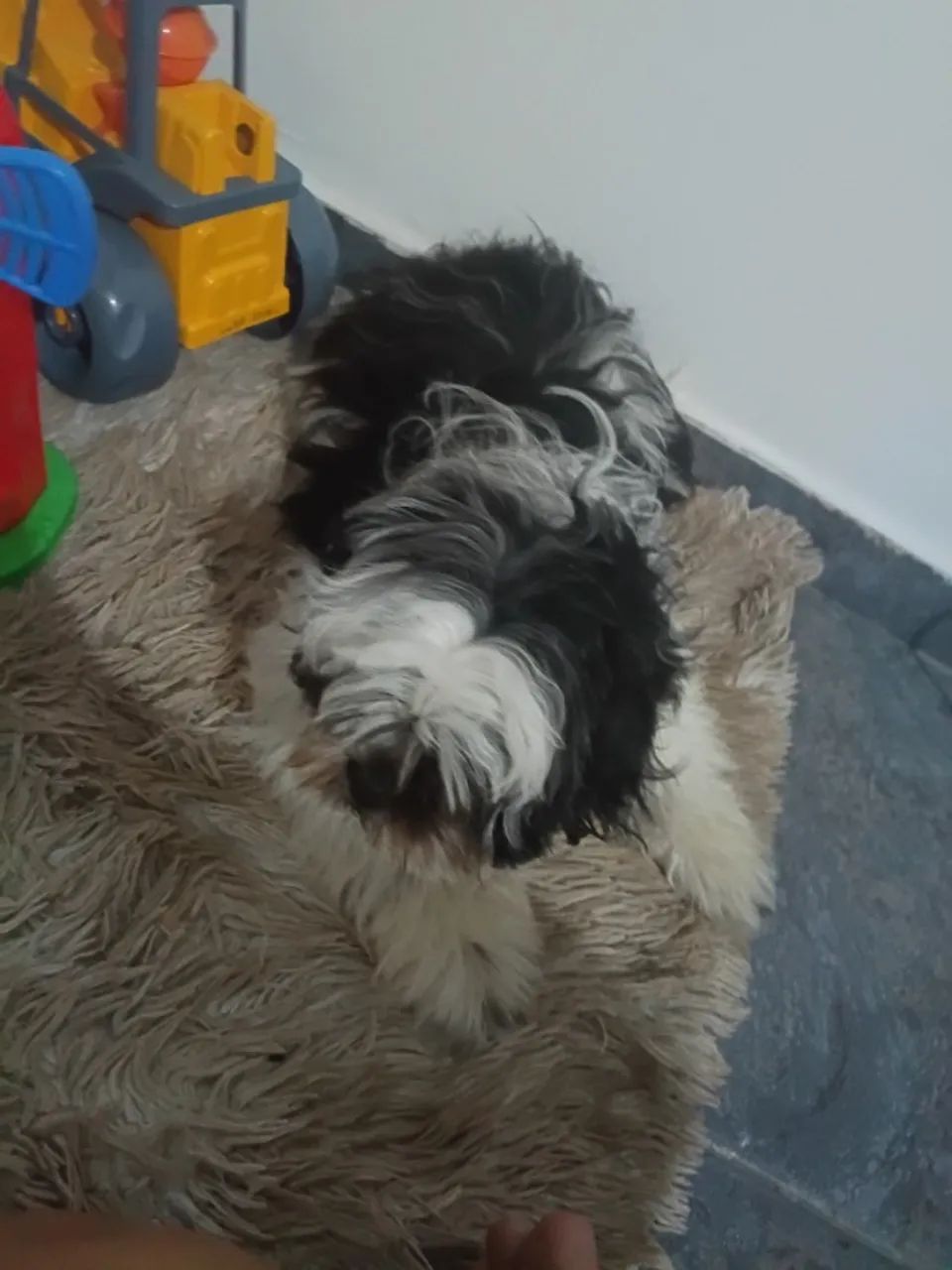 Shitzu  - Foto 3