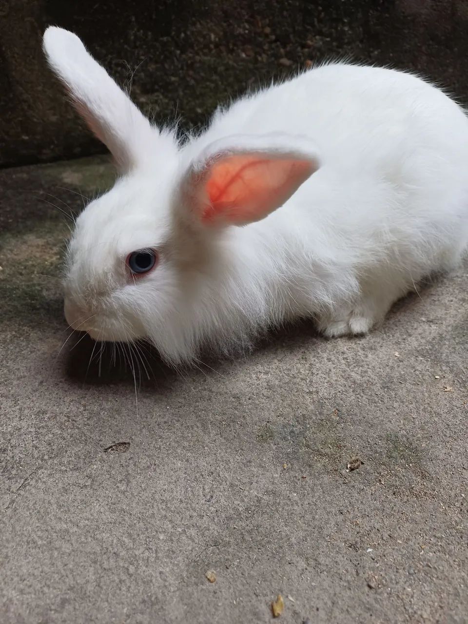 Coelho lion head macho  - Foto 2